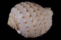 藏品(花點鶉螺)的圖片